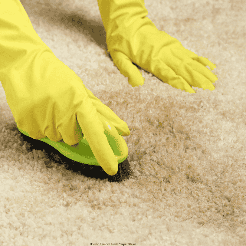 How to Remove Fresh Carpet Stains