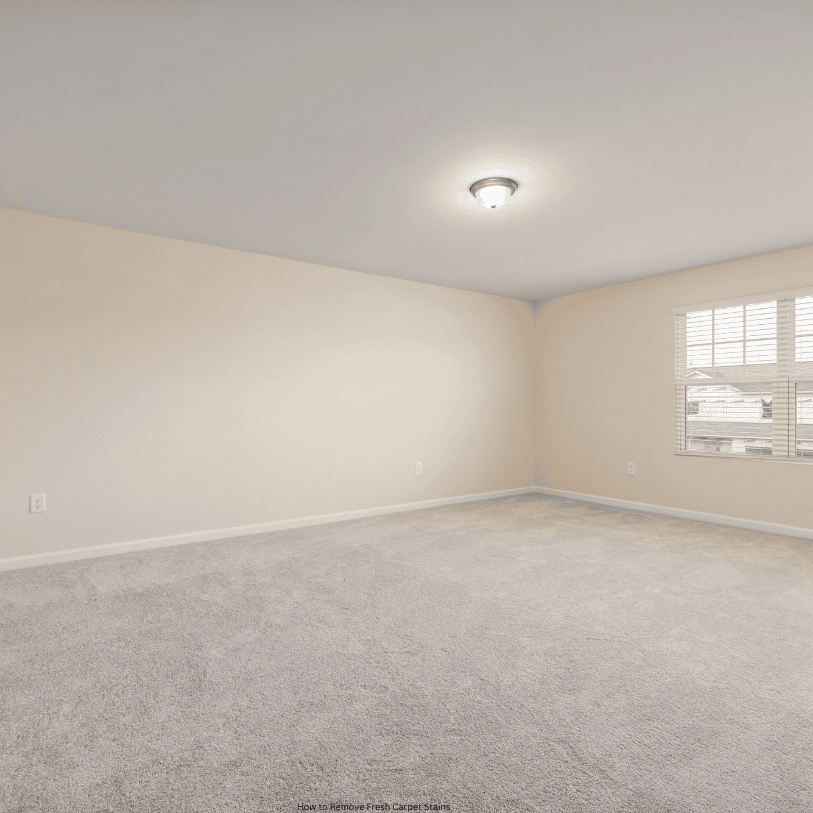 How to Remove Fresh Carpet Stains